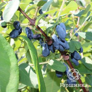 

Жимолость Снегирь