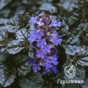 

Живучка (Аюга) ползучая Блэк Скаллоп