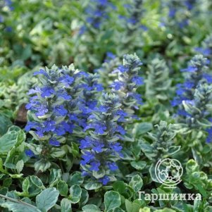 

Живучка (Аюга) ползучая Вариегата