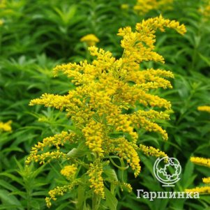 

Золотарник (Солидаго) гибридный Голдкинг