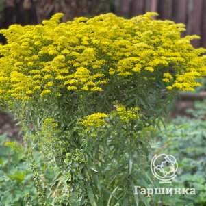 

Золотарник (солидаго) Супер