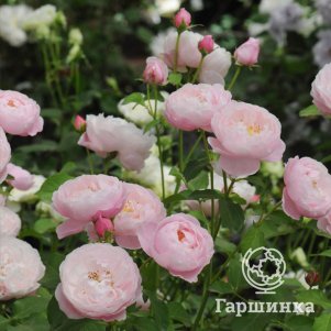 

Роза Плум роза японская