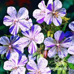 

Герань Акатон луговая