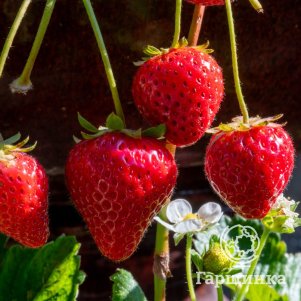 

Клубника Гирлянда ремонтантная