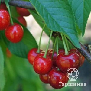Вишня Малышка 600₽
