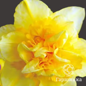 

Нарцисс Дик Вилден махровый 2шт