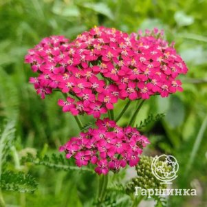 

Тысячелистник Кассис