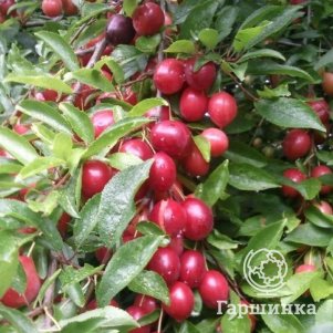 

Алыча Глобус