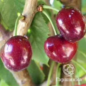 Вишня Орлица 600₽