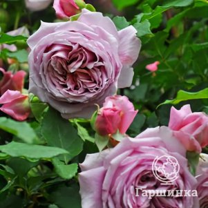 

Роза Французское платье