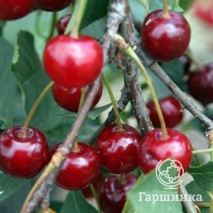 Вишня Призвание 600₽