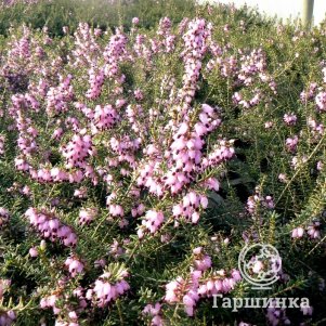 

Эрика Аурелия Брегон дарленская