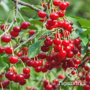 

Вишня Брусницына