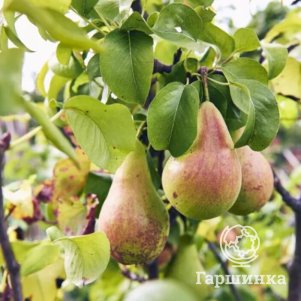 Груша Вековая 600₽