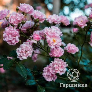 Роза Зе Фейри почвопокровная