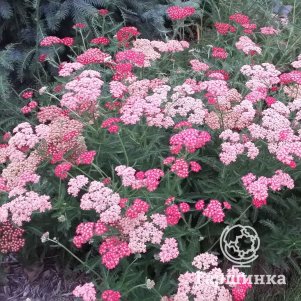 

Тысячелистник Литл Сьюзи