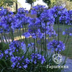 

Агапантус Д-р Брауэр