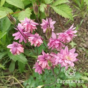 Аквилегия Роуз Барлоу