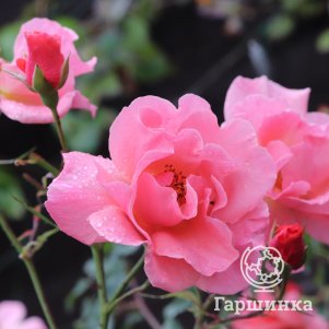 Роза Алибаба