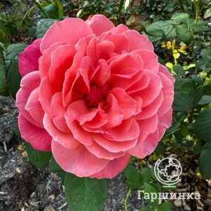 

Роза Аптаун Герл флорибунда