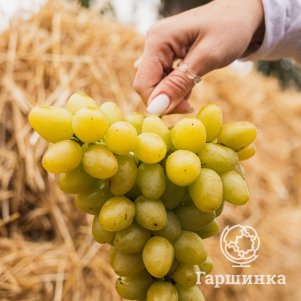 

Виноград Аркадия мускатный ранний