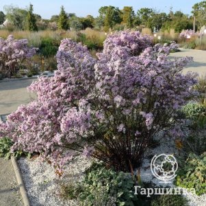 Астра вересковая Пинк Стар