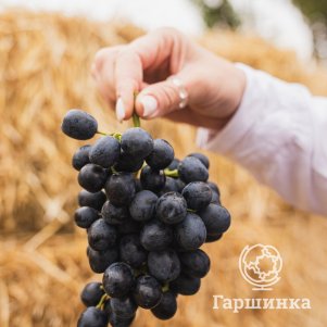 

Виноград Кишмиш Аттика