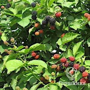 

Ежевика Полар