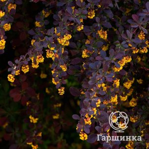 

Барбарис Аурикома