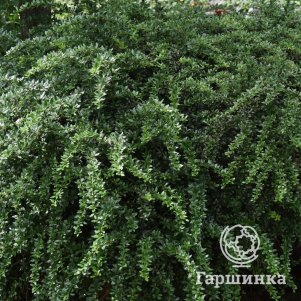 

Барбарис Фрикарта Амстелвеен