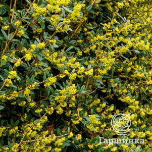 

Барбарис Юлианы