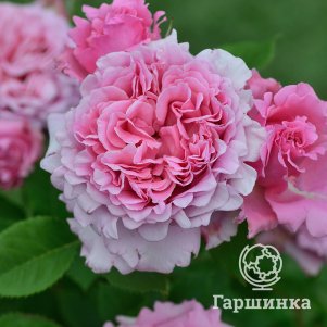 

Роза Бьенвеню