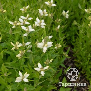 

Хелоне косая Альба