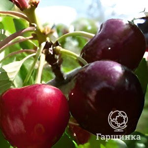 

Черешня Бычий глаз (Бычье сердце)