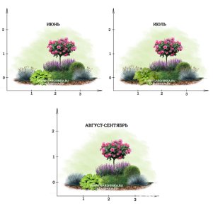 

Цветник с розой на штамбе