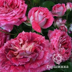 Роза Летс Селебрейт флорибунда, Imperial Rose
