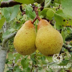 

Груша Дюшес