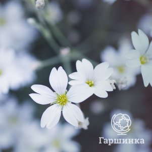 

Гипсофила Вайт ползучая