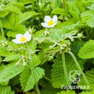 

Клубника Грандиан ремонтантная