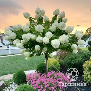 

Гортензия на штамбе Шугар Раш (Сахарная Лихорадка) 90 см