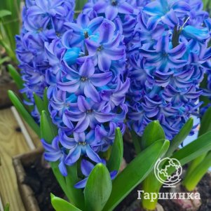 

Гиацинт Аква 1 шт