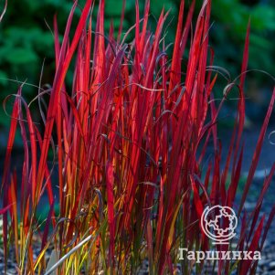 

Императа Ред Барон