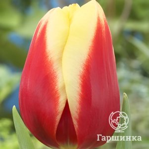 

Тюльпан Жан Сигнетт Триумф 5 шт