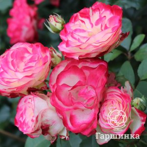 

Роза Принц Монако