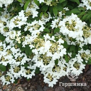 

Калина Килиманджаро складчатая белая