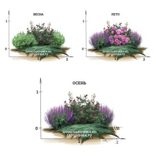 

Классический цветник с розой