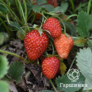 

Клубника Гора Эверест ремонтантная