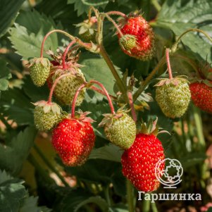 

Клубника Всемирный дебют ремонтантная