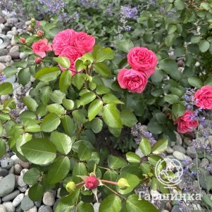 Роза Леонардо да Винчи, Мейян (лиц)