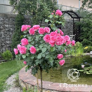 Роза Леонардо Да Винчи на штамбе 110см